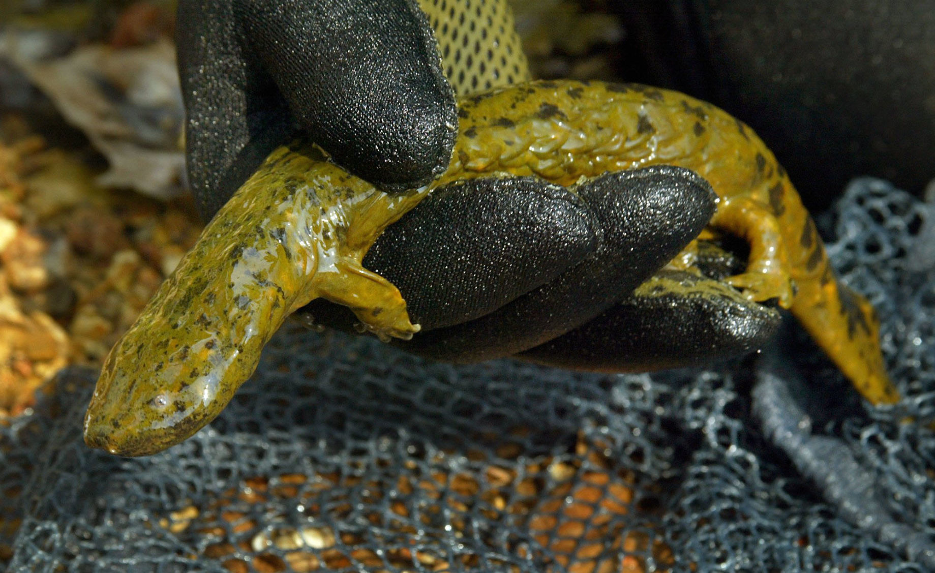 Hellbender